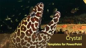  Presentation with honeycomb - Theme with honeycomb-moray-eel-portrait background and a tawny brown colored foreground