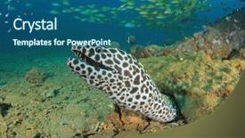  Presentation with honey bee honeycomb - Slides with honeycomb moray eel background and a ocean colored foreground