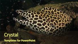  Presentation with honey bee honeycomb - Audience pleasing slides consisting of blue leopard - honeycomb moray eel backdrop and a wine colored foreground