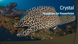  Presentation with honeycomb - Slides enhanced with honeycomb moray eel background and a ocean colored foreground