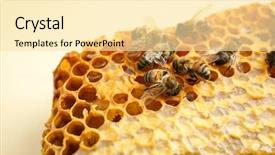  Presentation with close up of beef tartar - Audience pleasing PPT theme consisting of honeycomb with bees on light backdrop and a blonde colored foreground