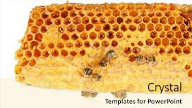  Presentation with honeycomb - Amazing PPT theme having honeycomb with bees on white backdrop and a yellow colored foreground