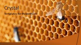  Presentation with honey bee honeycomb - Slide set featuring honeycomb with honey and bee background and a gold colored foreground