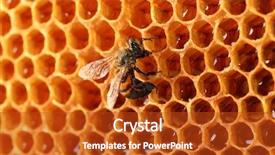  Presentation with honey bee honeycomb - Beautiful PPT theme featuring honeycomb with honey and bee backdrop and a crimson colored foreground