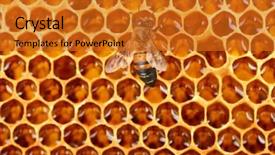  Presentation with honey bee honeycomb - Colorful slide deck enhanced with honeycomb with honey and bee backdrop and a gold colored foreground