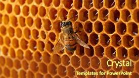  Presentation with honey bee honeycomb - Amazing presentation having honeycomb with honey and bee backdrop and a tawny brown colored foreground