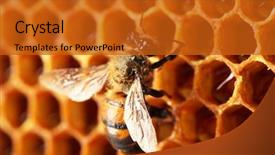  Presentation with honey bee hive - Amazing presentation theme having honeycomb with honey and bee backdrop and a gold colored foreground
