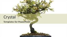  Presentation with bonsai - Slide deck consisting of honeysuckle bonsai tree lonicera caprifolium background and a yellow colored foreground