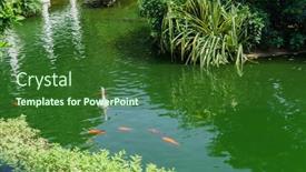  Presentation with birds - 