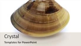  Presentation with clam - Colorful slide set enhanced with honhama japanese clam common orient backdrop and a coral colored foreground