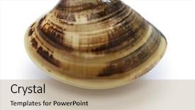  Presentation with clam - PPT theme enhanced with honhama japanese clam common orient background and a coral colored foreground