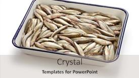  Presentation with freshwater fish - Colorful PPT layouts enhanced with honmoroko-japanese-willow-shiner-luxury backdrop and a light gray colored foreground