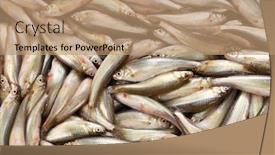  Presentation with freshwater fish - Slides consisting of honmoroko-japanese-willow-shiner-luxury background and a coral colored foreground