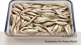  Presentation with freshwater fish - Colorful slides enhanced with honmoroko-japanese-willow-shiner-luxury backdrop and a coral colored foreground