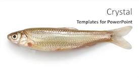  Presentation with freshwater fish - Slides enhanced with honmoroko-japanese-willow-shiner-male background and a white colored foreground