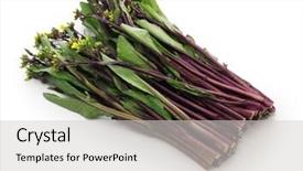  Presentation with rustic purple snapshots - Colorful PPT theme enhanced with honner - hon tsai tai purple choy backdrop and a light gray colored foreground