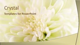  Presentation with fresh ginger root on white - Beautiful PPT theme featuring honny - fresh white chrysanthemum macro backdrop and a  colored foreground