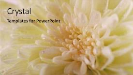  Presentation with chrysanthemum - PPT theme enhanced with honny - fresh white chrysanthemum macro background and a  colored foreground