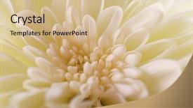  Presentation with fresh ginger root on white - PPT theme enhanced with honny - fresh white chrysanthemum macro background and a  colored foreground