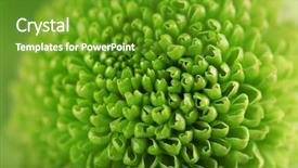  Presentation with chrysanthemum - Amazing slides having honny - green fresh chrysanthemum close up backdrop and a tawny brown colored foreground