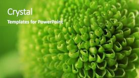  Presentation with chrysanthemum - Slide set consisting of honny - green fresh chrysanthemum close up background and a shamrock green colored foreground