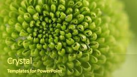  Presentation with abstract natural fresh green - PPT layouts with honny - green fresh chrysanthemum close up background and a tawny brown colored foreground