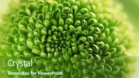  Presentation with pistachio texture nuts green fresh - Presentation theme consisting of honny - green fresh chrysanthemum close up background and a forest green colored foreground