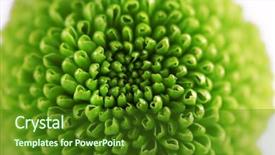  Presentation with chrysanthemum - Presentation design enhanced with honny - green fresh chrysanthemum close up background and a forest green colored foreground