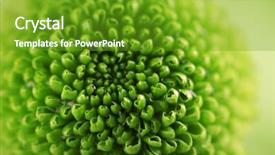  Presentation with chrysanthemum - Slides having honny - green fresh chrysanthemum close up background and a tawny brown colored foreground