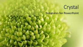  Presentation with abstract natural fresh green - Amazing PPT layouts having honny - green fresh chrysanthemum close up backdrop and a yellow colored foreground