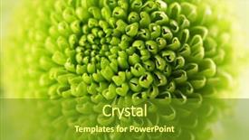  Presentation with chrysanthemum - Audience pleasing PPT theme consisting of honny - green fresh chrysanthemum close up backdrop and a tawny brown colored foreground