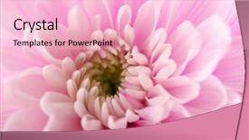  Presentation with chrysanthemum - Audience pleasing theme consisting of honny - tender pink chrysanthemum macro backdrop and a  colored foreground