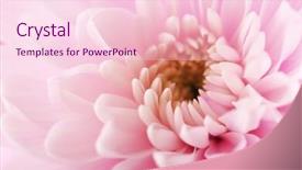  Presentation with chrysanthemum - Slide deck featuring honny - tender pink chrysanthemum macro background and a  colored foreground