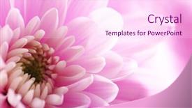  Presentation with chrysanthemum - Cool new presentation theme with honny - tender pink chrysanthemum macro backdrop and a  colored foreground