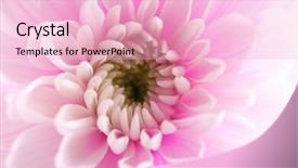 Presentation with chrysanthemum - Beautiful presentation design featuring honny - tender pink chrysanthemum macro backdrop and a  colored foreground