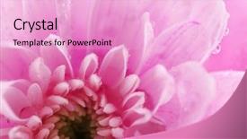  Presentation with pink curveds - Amazing PPT layouts having honny - tender pink chrysanthemum macro backdrop and a  colored foreground