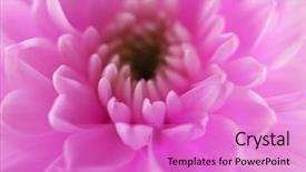  Presentation with fuschia pink - PPT layouts with honny - tender pink chrysanthemum macro background and a  colored foreground