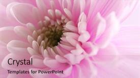  Presentation with pink counseling - Audience pleasing PPT theme consisting of honny - tender pink chrysanthemum macro backdrop and a  colored foreground