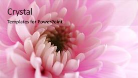  Presentation with pink counseling - Slide set having honny - tender pink chrysanthemum macro background and a  colored foreground