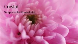  Presentation with pink panther - Beautiful slide deck featuring honny - tender pink chrysanthemum macro backdrop and a  colored foreground