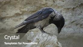  Presentation with crow - Slide set enhanced with hooded-crow-corvus-cornix-wild background and a gray colored foreground