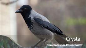  Presentation with crow - Cool new slides with hooded-crow-corvus-cornix-wild backdrop and a dark gray colored foreground