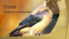  Presentation with crow - PPT theme with hooded crow corvus cornix background and a gold colored foreground
