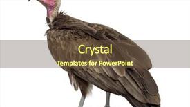  Presentation with old - Amazing slide set having hooded vulture - necrosyrtes monachus 11 backdrop and a tawny brown colored foreground