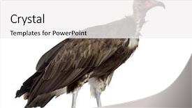  Presentation with old big bike on white - Colorful PPT theme enhanced with hooded vulture - necrosyrtes monachus 11 backdrop and a  colored foreground