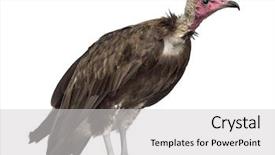  Presentation with old - Colorful presentation theme enhanced with hooded vulture - necrosyrtes monachus 11 backdrop and a light gray colored foreground