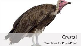  Presentation with old - Slide set consisting of hooded vulture - necrosyrtes monachus 11 background and a light gray colored foreground