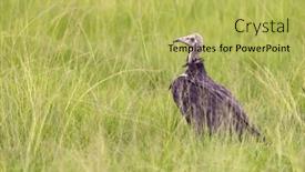 Presentation with uganda - PPT theme consisting of hooded-vulture-necrosyrtes-monachus-against background and a  colored foreground