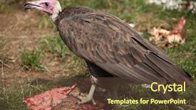  Presentation with eating - Colorful PPT layouts enhanced with hooded vulture necrosyrtes monachus eating backdrop and a tawny brown colored foreground