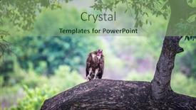  Presentation with kruger - Colorful slides enhanced with hooded-vulture-necrosyrtes-monachus-perched backdrop and a seafoam green colored foreground
